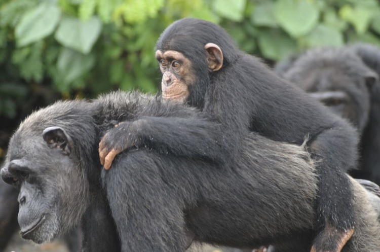 chimpancé bebe agua 1