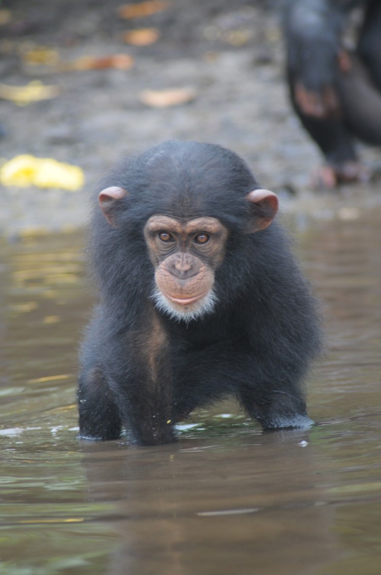 chimpancé bebe agua 3