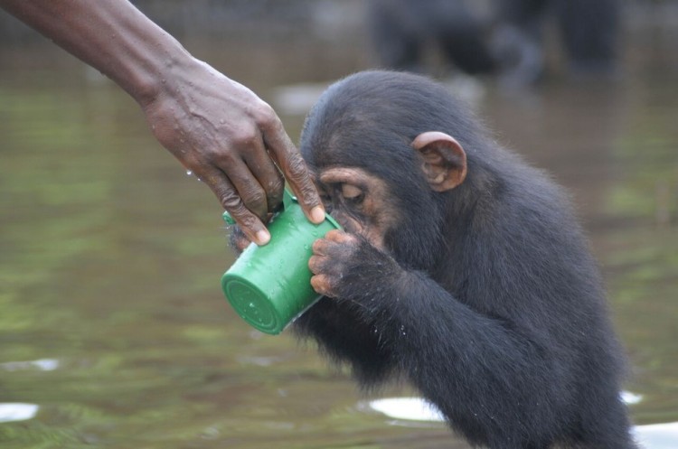 chimpancé bebe agua 4