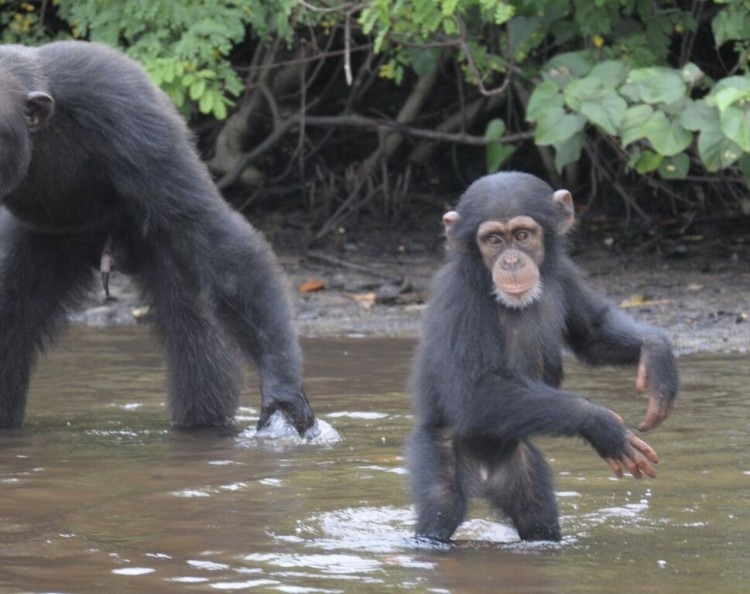 chimpancé bebe agua 5
