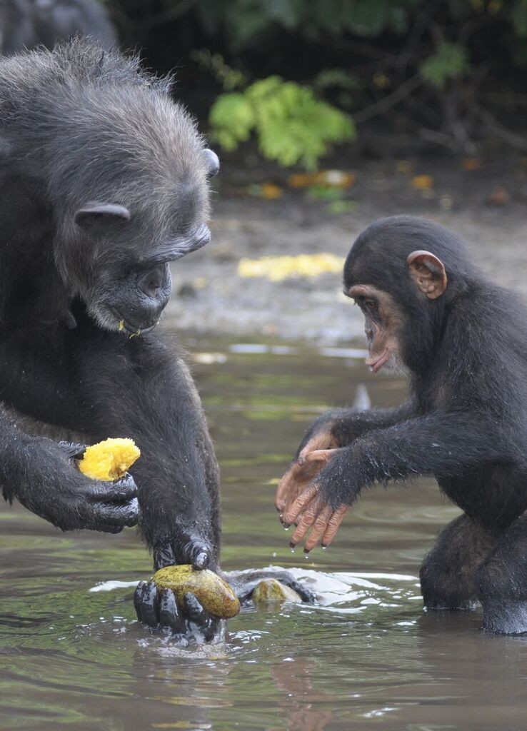 chimpancé bebe agua 6