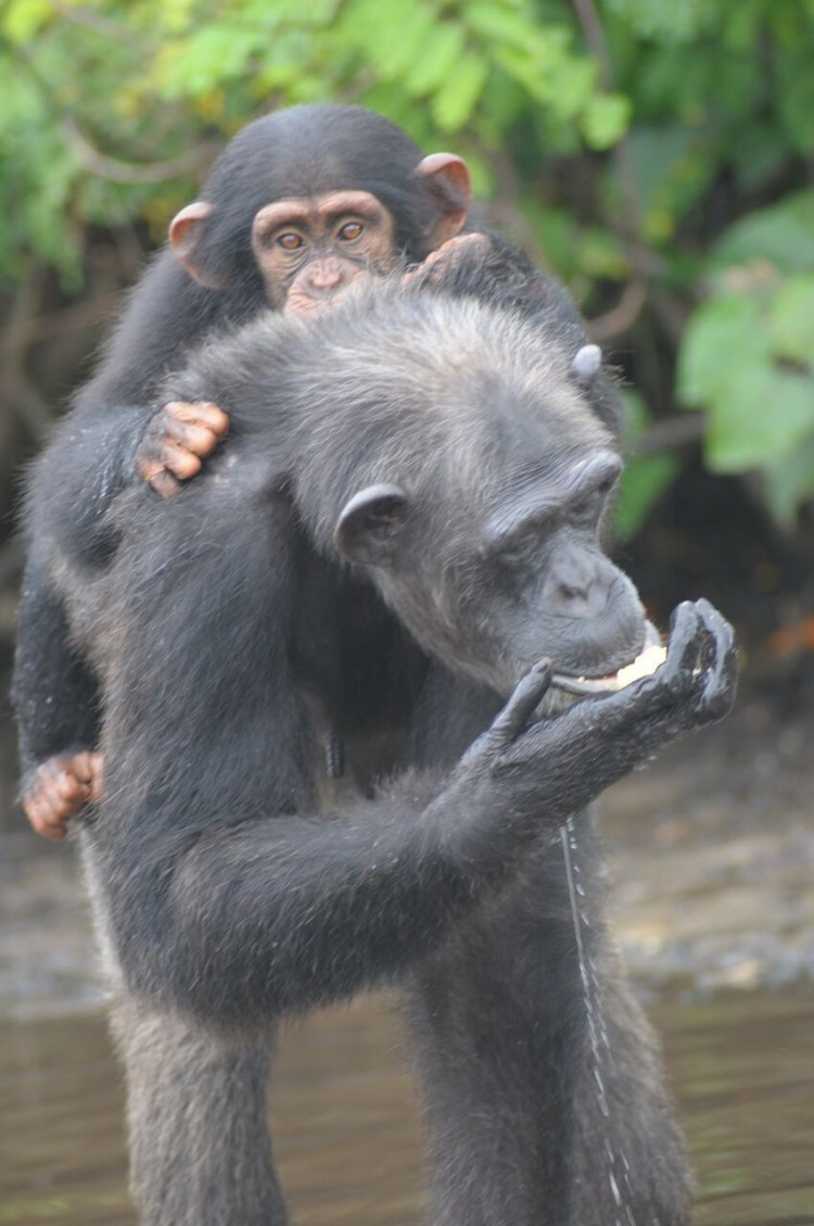 chimpancé bebe agua 7
