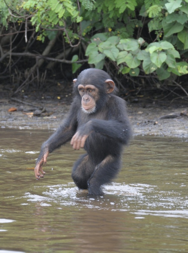 chimpancé bebe agua 2