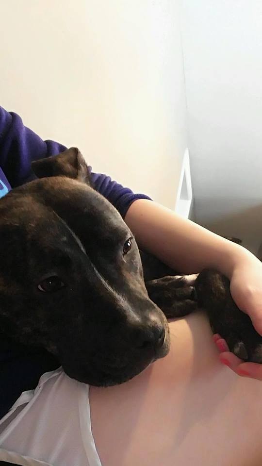 foto perro familia bebe 1
