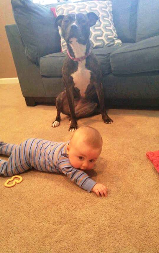 foto perro familia bebe 6