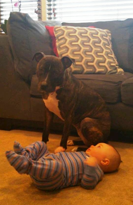 foto perro familia bebe 9