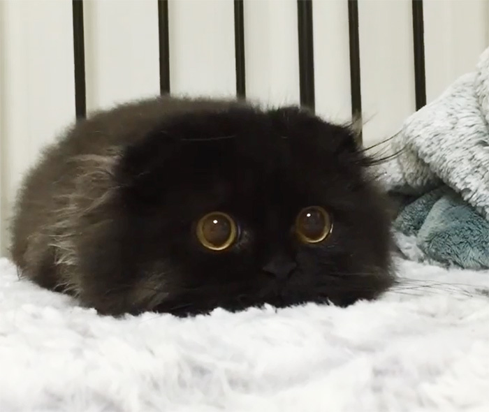 gimo 1