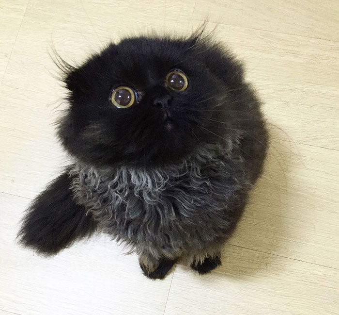 gimo 2