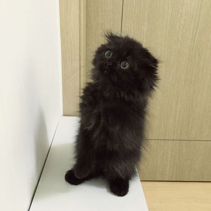 gimo 3