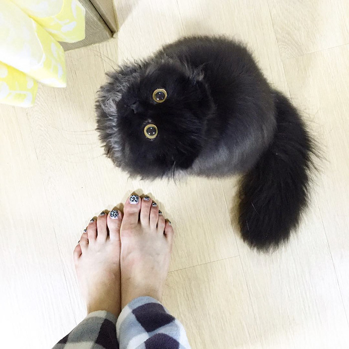 gimo 4