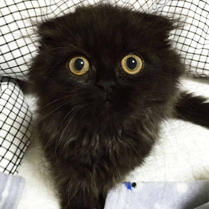 gimo 5