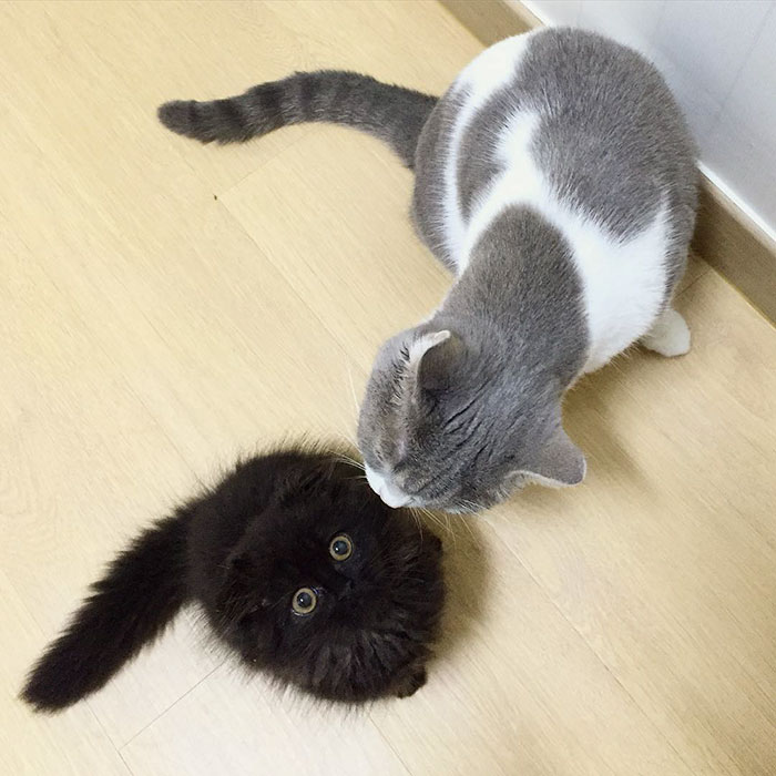 gimo 7