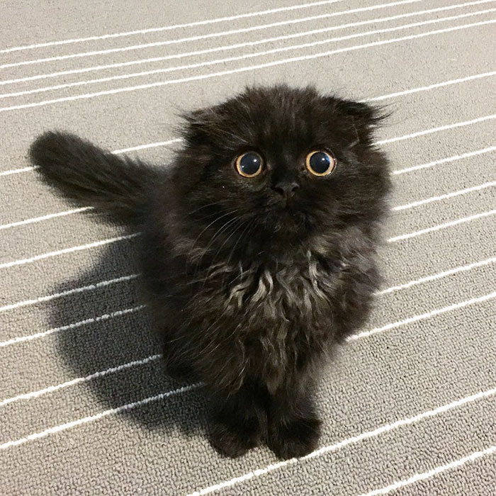 gimo 8