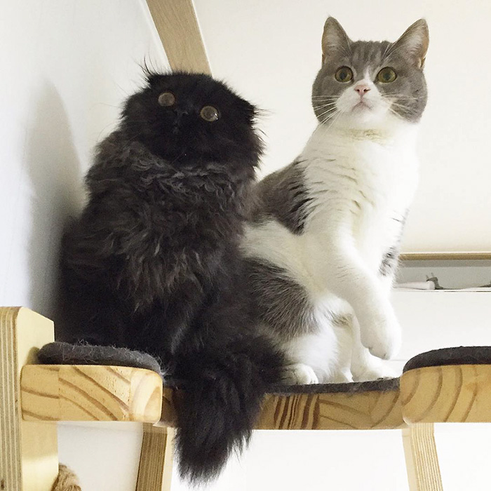 gimo 9