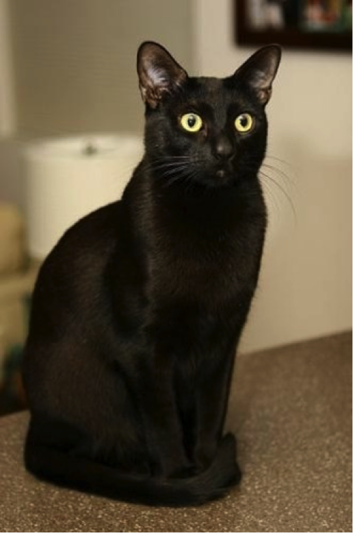 Imagenes En Negro De Gatos | gatos negr0s Imagenes En Negro De Gatos | gatos negr0s