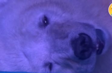 Animals-Asia-oso-polar-portada