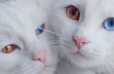 gatos-gemelos