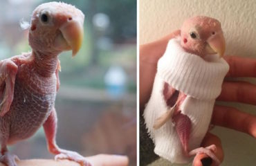 pajarito-sin-plumas