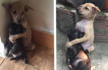 perritos-rescatados-abrazados-id