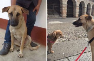 perro-masacre-tailandia-rescatado