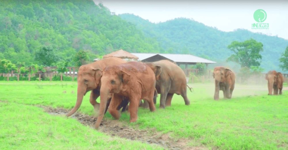 estampida de elefantes manada corre a saludar al nuevo bebe Dok Geaw Elephant Nature Park rescate huerfano rescue orfan asian elefant