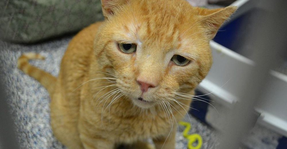 Lollypop Farm, the Humane Society of Greater Rochester nutmeg el gato mas triste del mundo saddest cat in the world encuentra hogar adoptado finds home sonrie smile