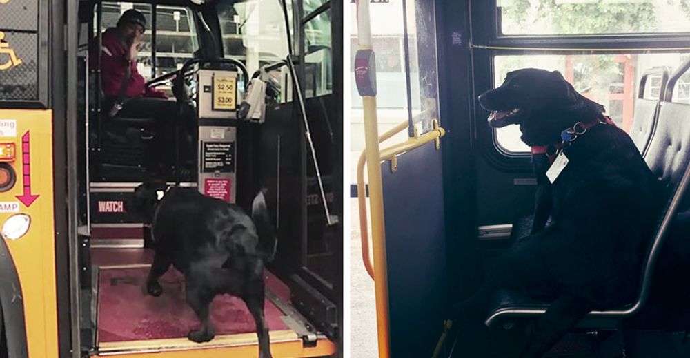 perrita eclipse viaja sola en el autobus para ir al parque Seattle eclipse eclipse dog takes rides on the bus alone seattle jeff young Mike Montgomery made the news