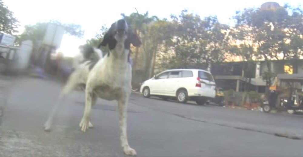 Miles de personas lloran con la grabación de la cámara colocada en un perrito callejero