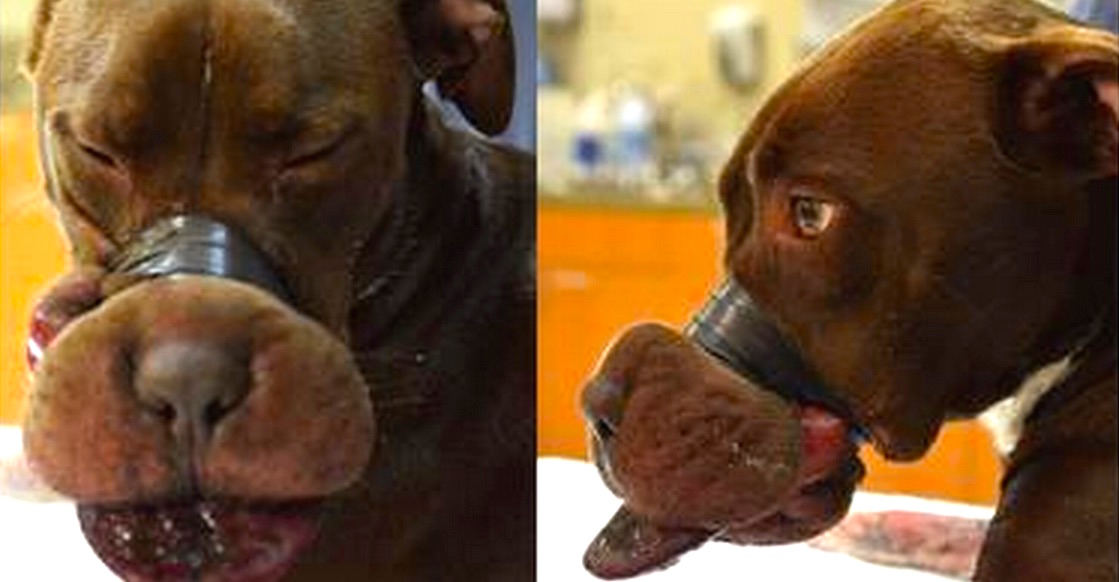Un hombre ató cinta de aislar a una inocente perrita… Las consecuencias pueden ser atroces
