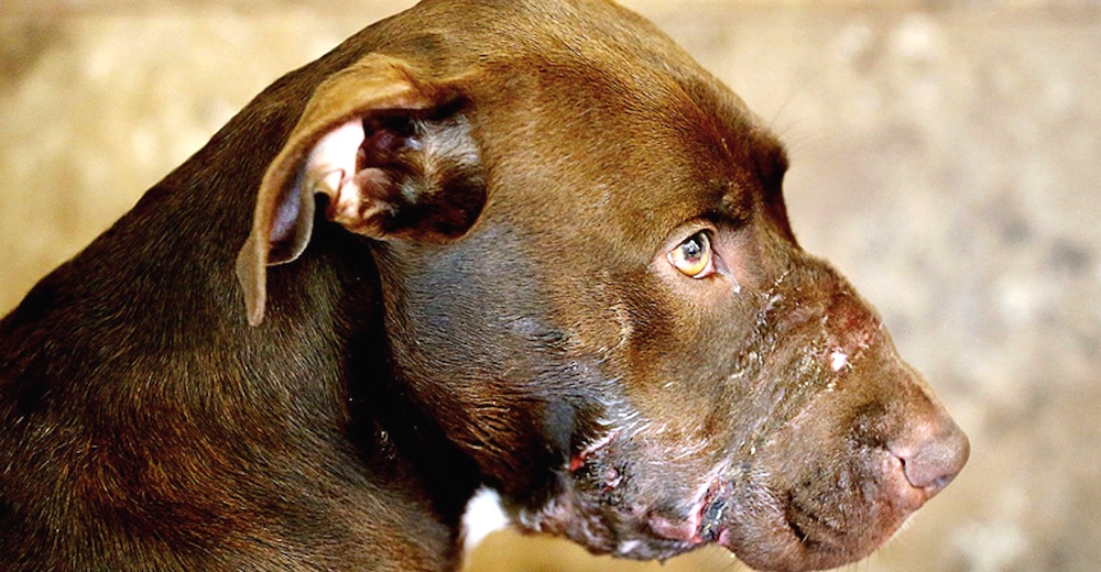 La perrita que fue encontrada con cinta aislante atada en el hocico, se recupera favorablemente