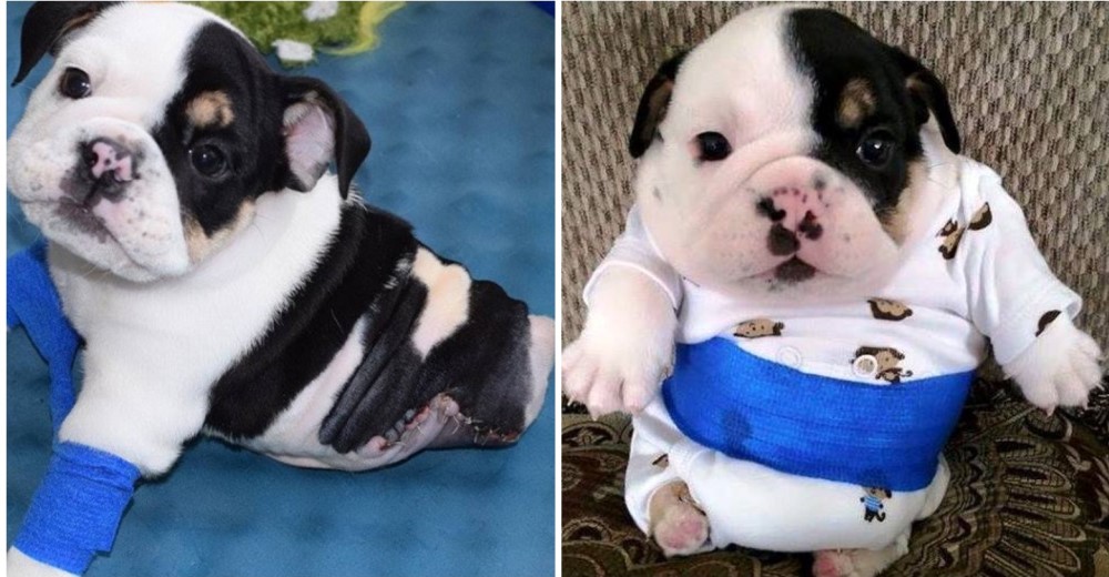 Él es medio bulldog y el doble de amor: un cachorro que nació con dos patas Él es medio bulldog y el doble de amor: un cachorro que nació con dos patas