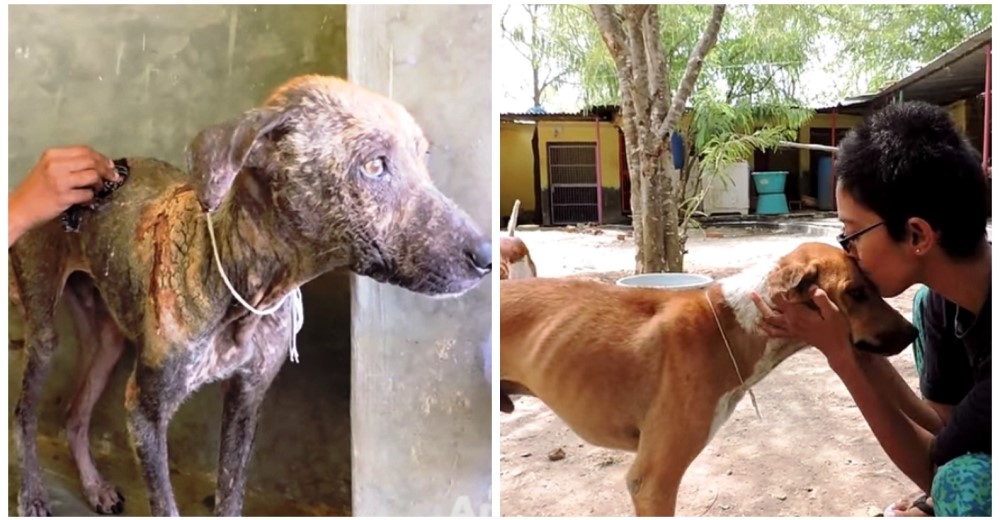Rescatan a un perro callejero de India que estaba muriendo de sarna Rescatan a un perro callejero de India que estaba muriendo de sarna