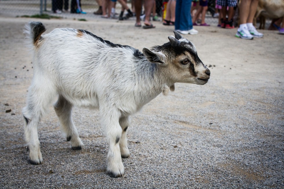 animales pequeños 1