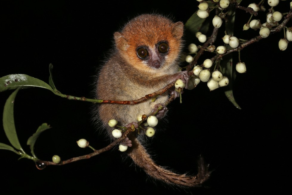 animales pequeños 10