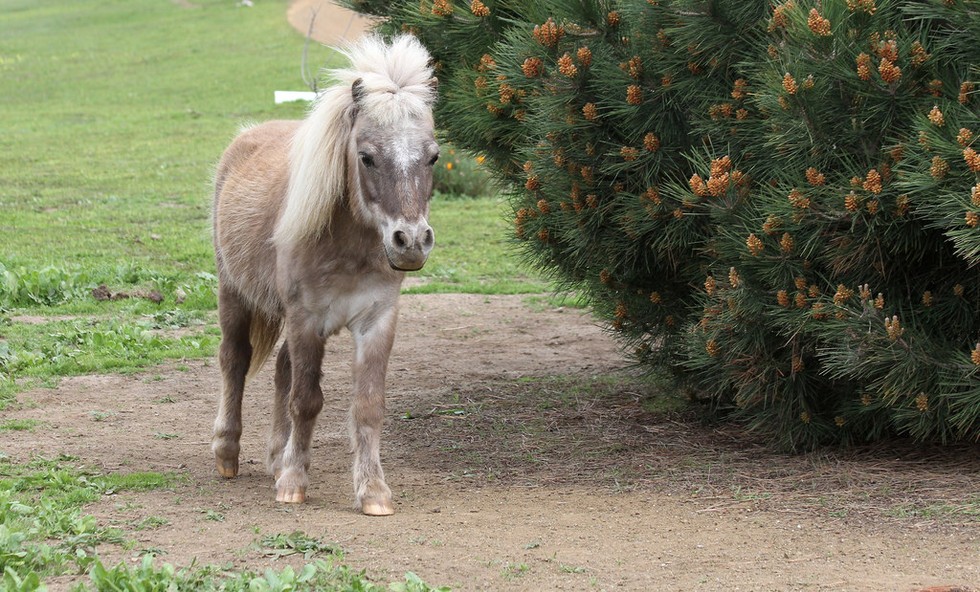 animales pequeños 15