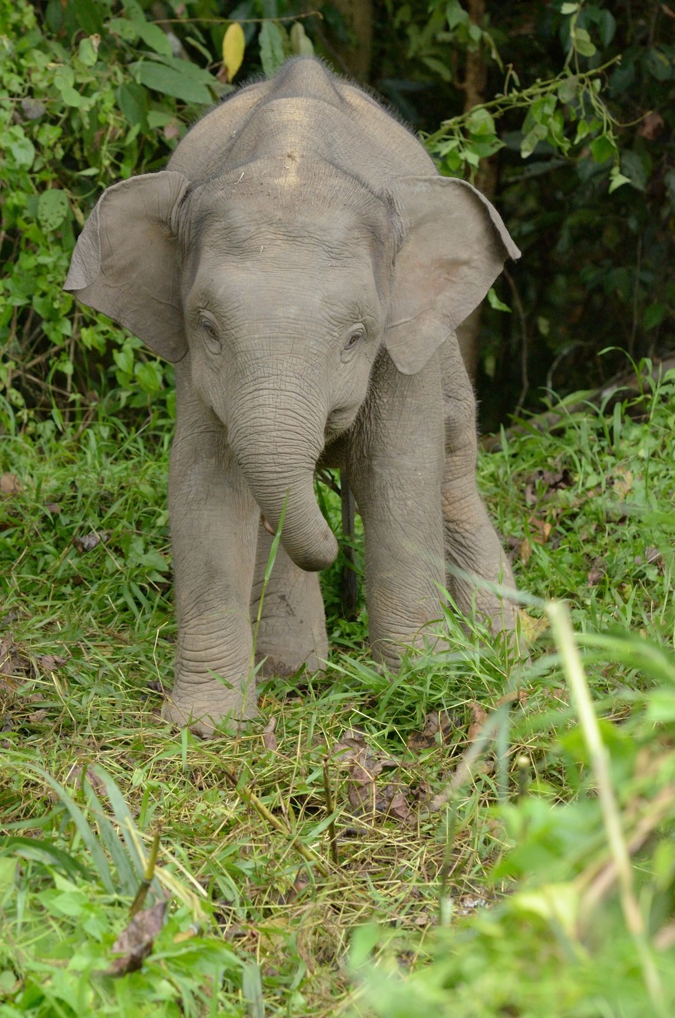 animales pequeños 3