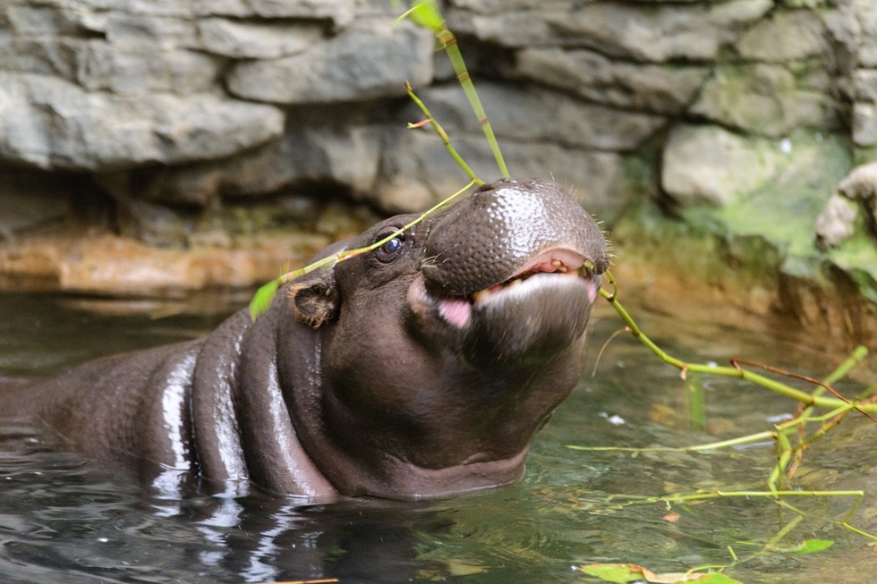 animales pequeños 7