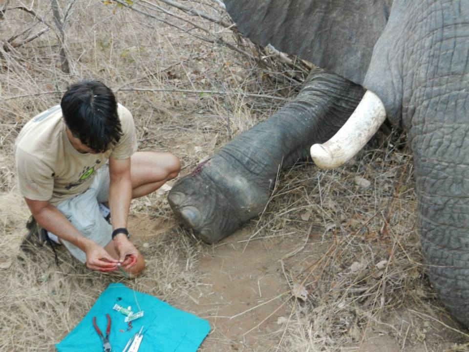 Elefante-largo-rescate