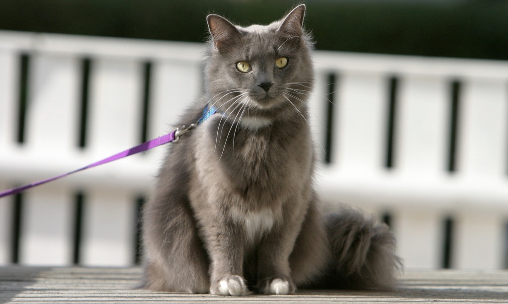 Pasear a tu gato con correa puede ser muy bueno para su salud… y la tuya