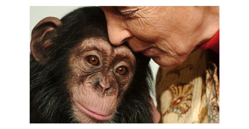 Jane Goodall ha cumplido 81 años. Una vida dedicada plenamente a los animales Jane Goodall ha cumplido 81 años. Una vida dedicada plenamente a los animales