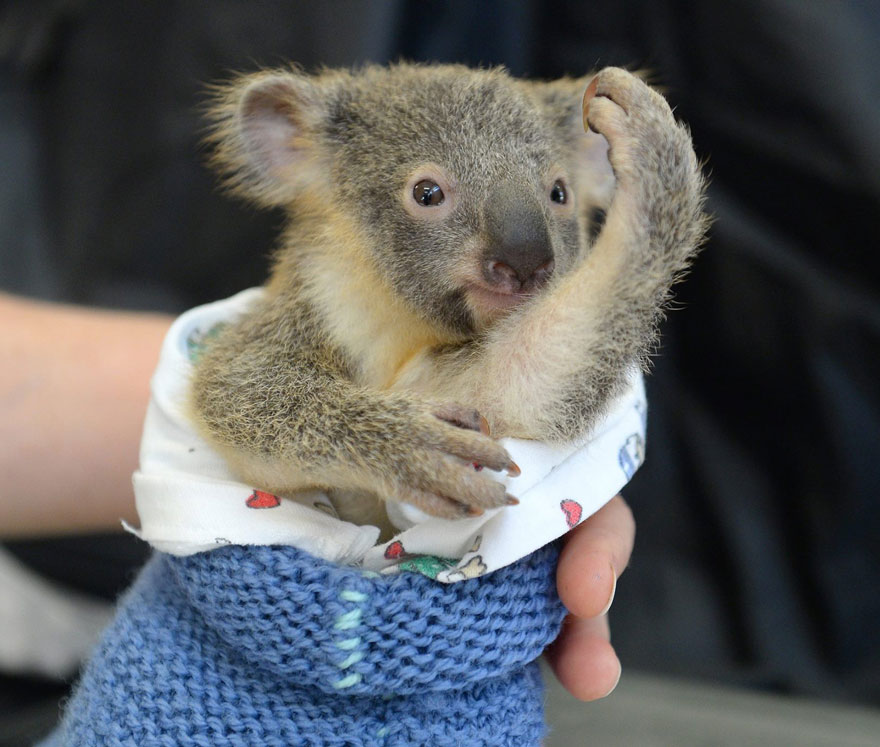 koala abraza madre 6