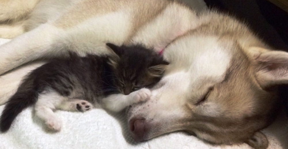 Gatita recién nacida se negaba a vivir hasta que una husky la tomó bajo sus patitas