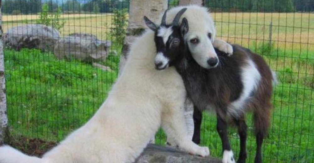 11 perros se han hecho amigos de cabras y no quieren separarse de ellas nunca más