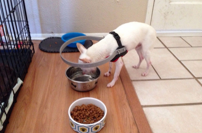 Perro-ciego-comiendo