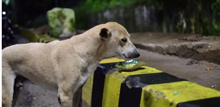 Perro-comiendo