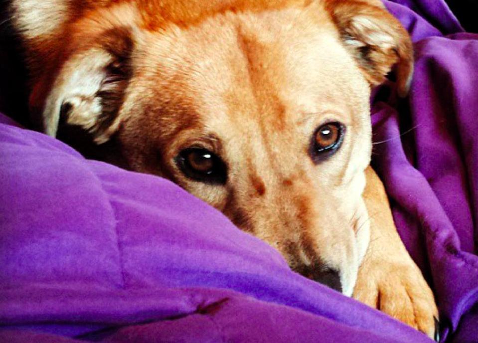 Las caritas de 31 perros salvados del peor destino gritan al mundo por qué es mejor adoptar Las caritas de 31 perros salvados del peor destino gritan al mundo por qué es mejor adoptar