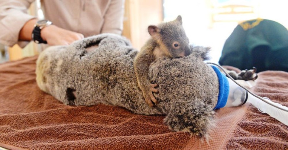 «No te dejaré, mamá»: Koala bebé se aferra a su madre mientras la operan para salvar su vida «No te dejaré, mamá»: Koala bebé se aferra a su madre mientras la operan para salvar su vida