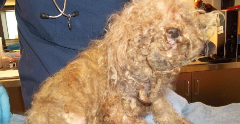 Descubren a un perro enmarañado que pasó 10 años sufriendo en la calle sin que nadie lo ayudara