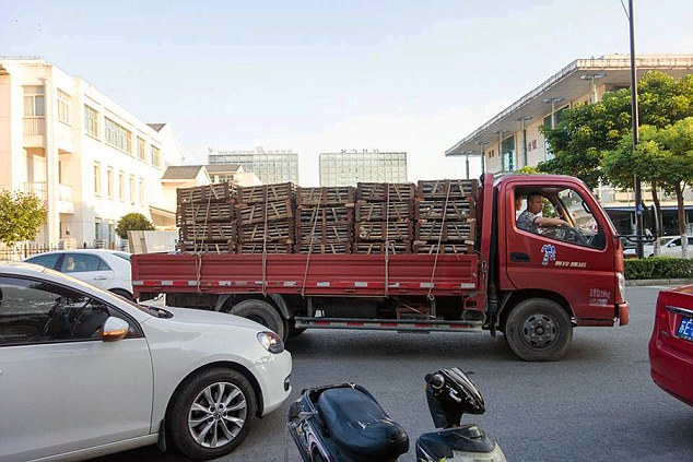 Pic shows: The cats transported to slaughterhouses. Animal rights activists have rescued a thousand cats being transported by dealers to slaughterhouses in the countrys south, where they would have been sold for their meat. Members and volunteers from the Suzhou Small Animal Protection Association (SSAPA) seized a truck carrying the cats in Jiashan county of east Chinas Zhejiang Province, which were reportedly being delivered to southern Guangdong Province  home of the notorious dog and cat meat festival. The interception of the truck came after a local resident tipped off the SSAPA about the truck carrying cages of cats which were packed tightly inside, with a number of the animals looking badly injured. According to SSAPA chief Xiaobai, nearly half of the rescued cats died shortly after, as many of them were too young to have been separated form their mothers. The association also said that one in three of the rescued cats were wearing collars, suggesting that they were captured illegally, which should warrant a police investigation. However, the truck driver, Liu Yen, said the animals were all abandoned by their owners and were sold to dealers. The SSAPA said the animals were "more than likely" on their way to slaughterhouses where their meat would have been sold to restaurant chains. The assumption, although not confirmed explicitly by Liu, comes as volunteers found out that the truck was bound for Guangdong Province, which, along with neighbouring provinces, consumes most of the countrys controversial dog and cat meat. (ends)