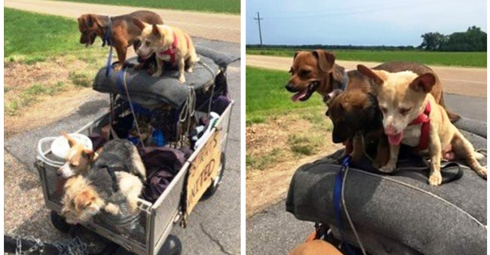 Un hombre sin hogar viaja más de 3.000 kilómetros en bicicleta con 11 perros rescatados